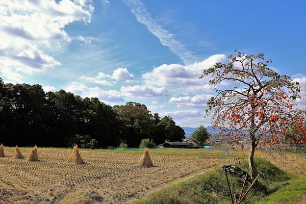 Photos: 秋の空と柿