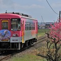 Photos: 桃の花