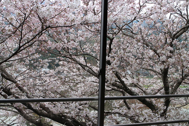 桜ほぼ満開