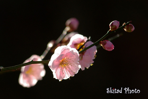 Photos: 淡色の春