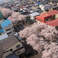 俯瞰桜
