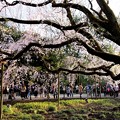 六義園の枝垂れ桜１