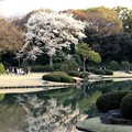 池と桜風景