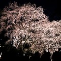 Photos: 六義園　枝垂れ桜ライトアップ６