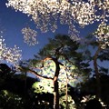 Photos: 辛夷と赤松のライトアップ