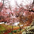 残雪と桜風景（高遠城址）２