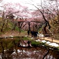 お堀と桜雲橋風景