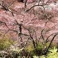 高遠城址の桜風景５