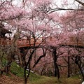 桜雲橋の桜風景