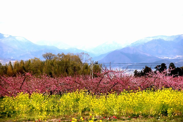 菜の花と桃の花咲く一宮風景