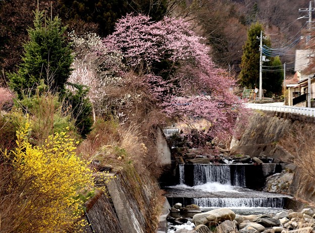 Photos: 徳和川の桜