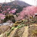 徳和の桜風景