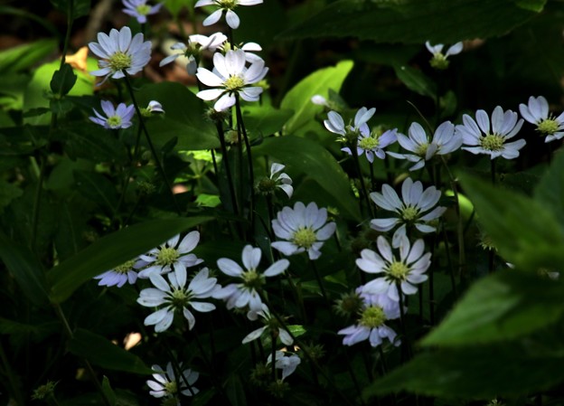 Photos: 林のなかで咲く花