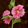 Photos: ピンクの葵の花