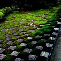 東福寺の苔の庭園２