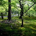東福寺の苔の林の庭園２