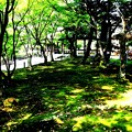 東福寺の苔と林の庭園4