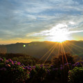美の山公園の紫陽花と朝日