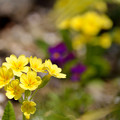 Photos: Spring Yellow
