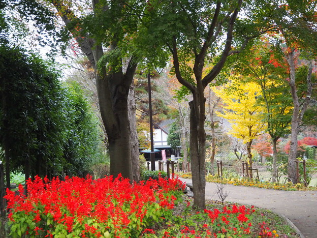 夕焼小焼の赤と黄 Rouge et Jaune au Jardin Hureainosato de Hachioji dans Tokyo