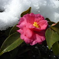 ＊山茶花や埋まりかけし京の雪 Sasanquas in the snow