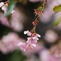 冬桜（２）
