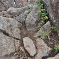 夏登山　赤岳の動植物7　コケモモ