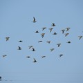 Photos: 飛翔ムナグロの群れ