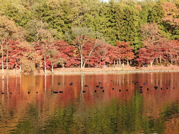 Photos: 井頭公園ボート池の紅葉