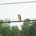 Photos: 線路脇の電線にとまるサシバ若鳥