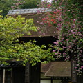 180919_06_萩の花・S18200・α60(西方寺)