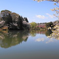 190402_11M_スローで桜を・S18299(三つ池) (93)