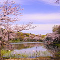 190405_21M_名所の桜・S18200(三つ池) (28)