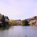 190405_21M_名所の桜・S18200(三つ池) (35)