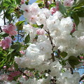 Photos: 桜　４