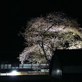 夜桜ライトUP(1)