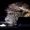 夜桜ライトUP（１）