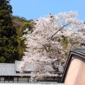 伊根浦・海蔵寺の桜（１）