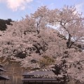 伊根浦海蔵寺の桜（３）
