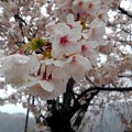 Photos: 舟屋の里・伊根の桜（３）