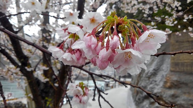 Photos: 舟屋の里・伊根の桜（４）