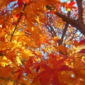 Photos: 見上げれば～暖冬の師走の紅葉 in 瑠璃山～