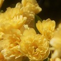 Photos: 初夏に咲く モッコウバラ