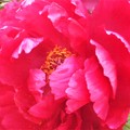 Photos: 赤紅色の牡丹（ぼたん）の花＠三原城址周辺