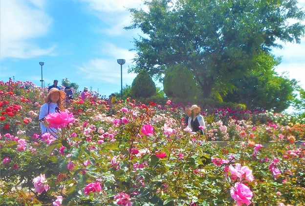 ﾛｰｽﾞﾋﾙの薔薇人（ﾊﾞﾗｰﾄﾞ）たち＠緑町公園＠福山ばら祭2018