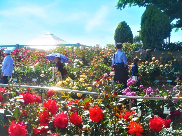 ﾛｰｽﾞﾋﾙの薔薇たち＠緑町公園＠福山ばら祭