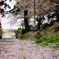Photos: 桜積る道