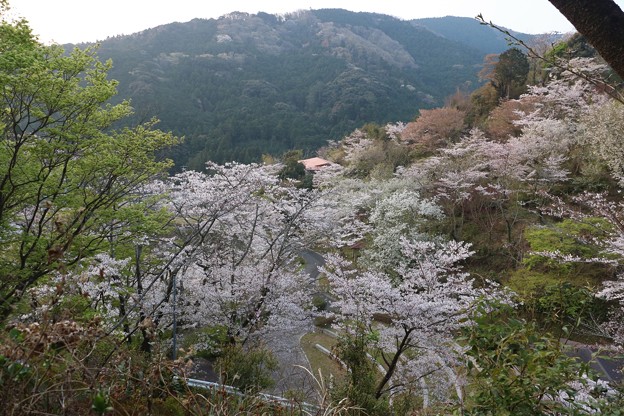 Photos: 奥山桜