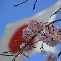 Photos: 日の丸と桜