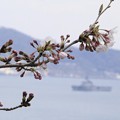 Photos: 桜と護衛艦